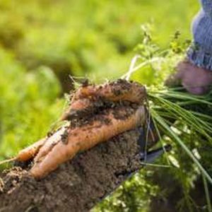 Freshly dug carrots on a spade