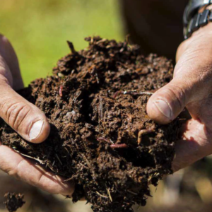 Organic soil in hands with earthworms